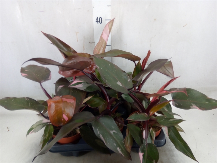 <h4>Philodendron   ...</h4>