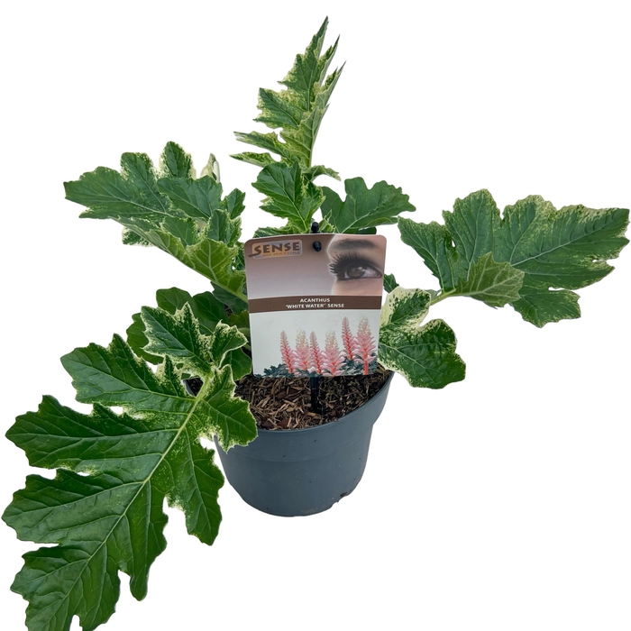 <h4>Acanthus 'White Water' sense</h4>