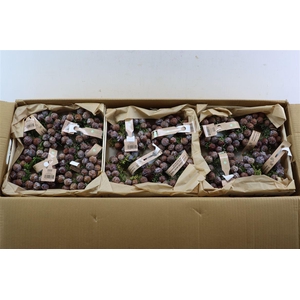 Wr Autumn Nature 12cm