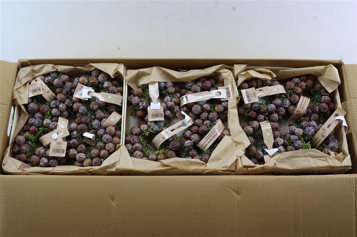 <h4>Wr Autumn Nature 12cm</h4>