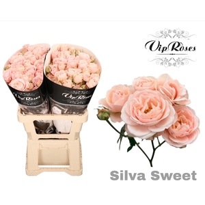 R TR SILVA SWEET+