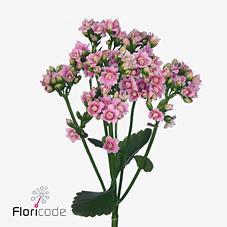 Kalanchoe mix in bucket