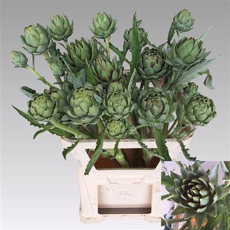 <h4>Cynara Sc Green Globe</h4>