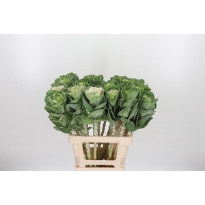 Brassica White Crane