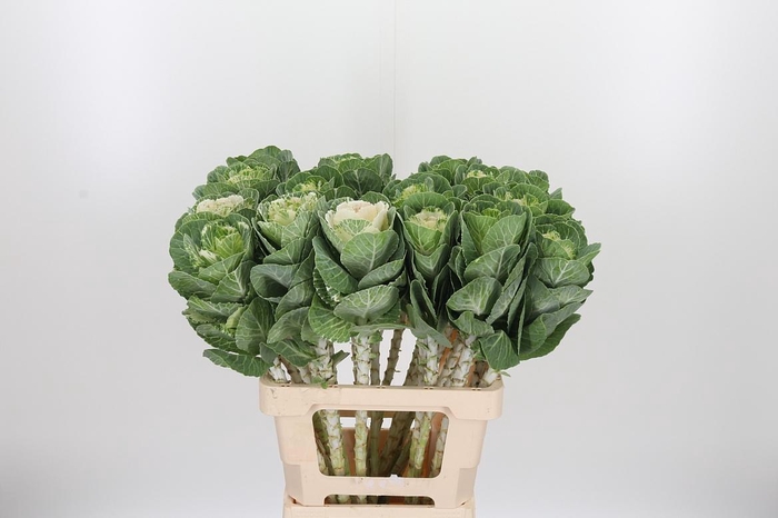 <h4>Brassica White Crane</h4>