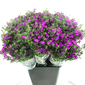 Di Barb Amazon Purple Super