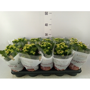 Kalanchoe blos. 'RosDon Pedro'