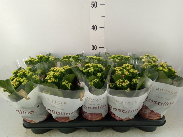 <h4>Kalanchoe blos. 'RosDon Pedro'</h4>