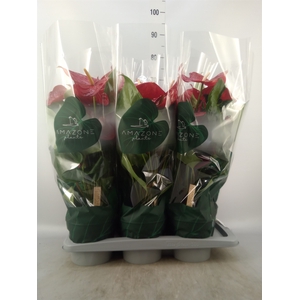 Anthurium andr. 'Nevada'