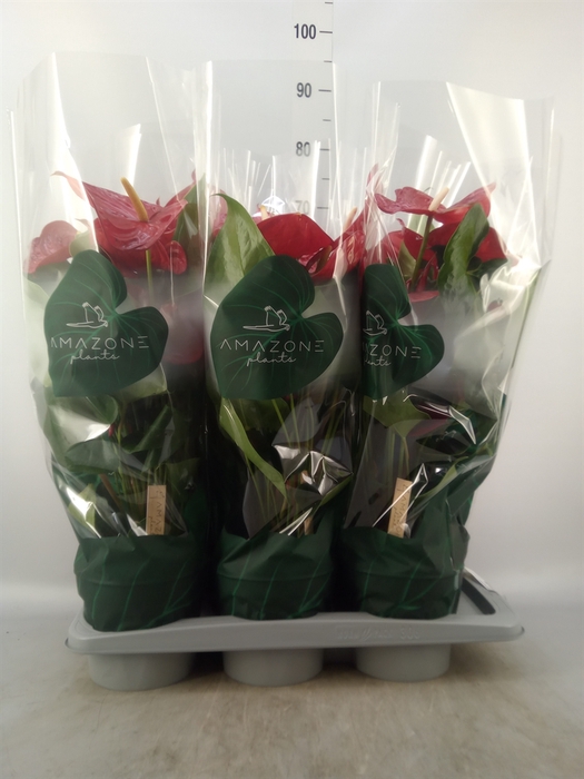 <h4>Anthurium andr. 'Nevada'</h4>