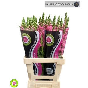 ANTIR POTO CHER ROSE