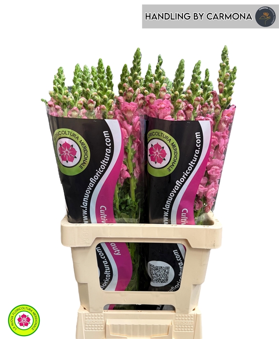 <h4>ANTIR POTO CHER ROSE</h4>