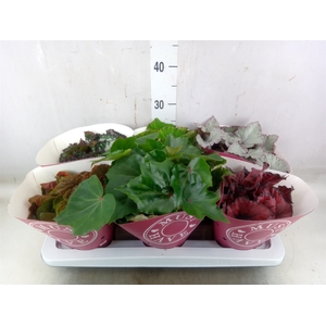 Begonia BD 'Beleaf'   ...mix