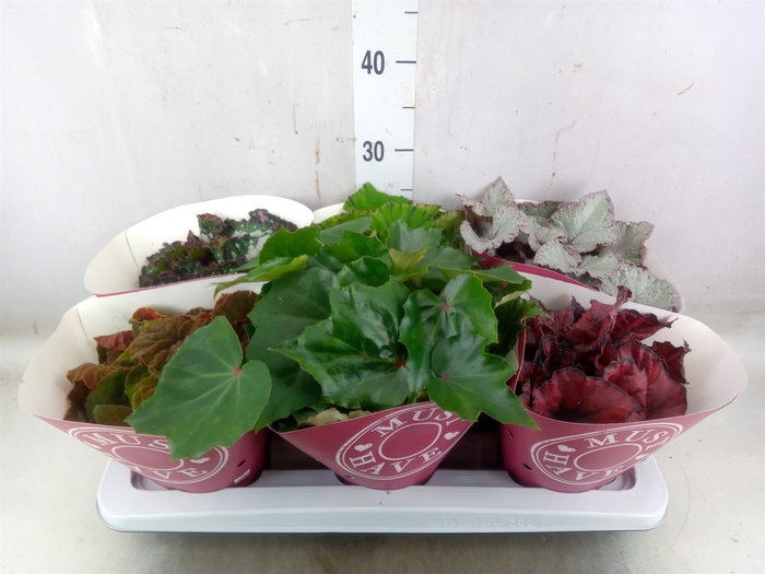 <h4>Begonia BD 'Beleaf'   ...mix</h4>