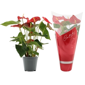 Anthurium Casparo in Couture sleeve