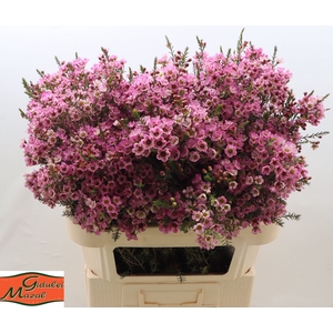 Chamelaucium Pink Adi