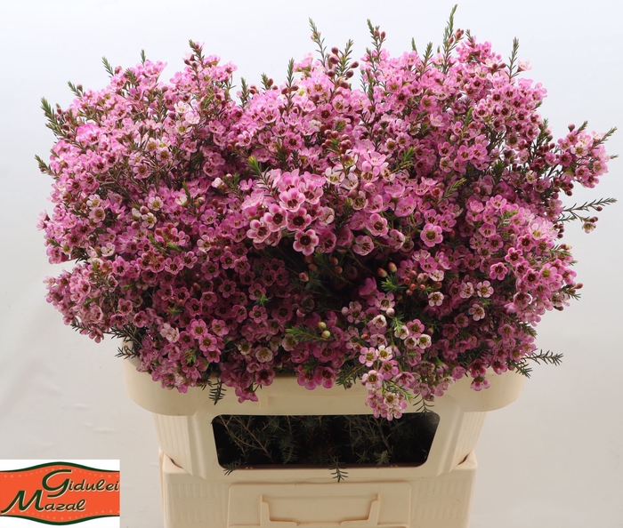 Chamelaucium Pink Adi