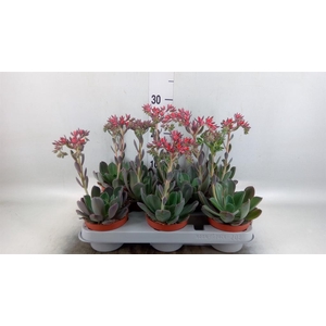 Echeveria  'Blue Prince'
