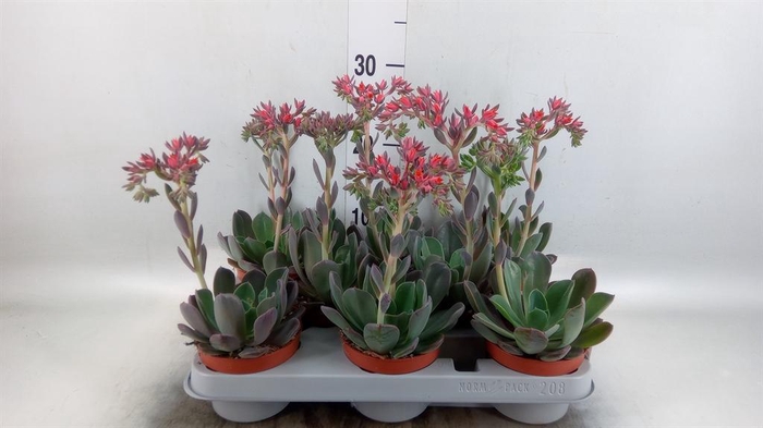 <h4>Echeveria 'Blue Prince'</h4>