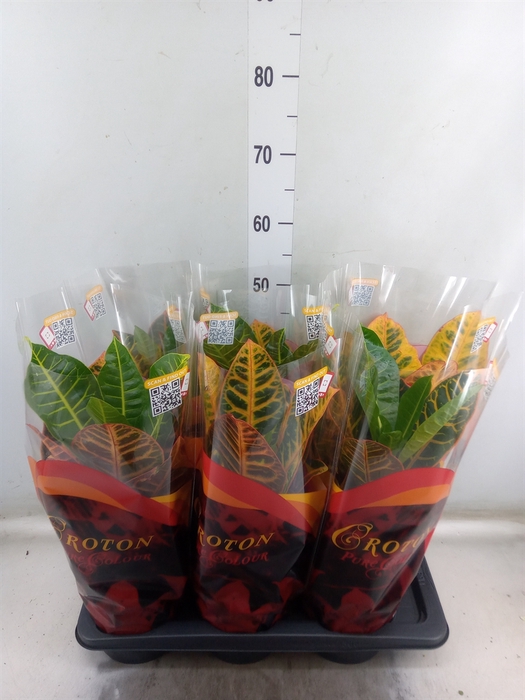 <h4>Codiaeum var. GR 'Petra'</h4>