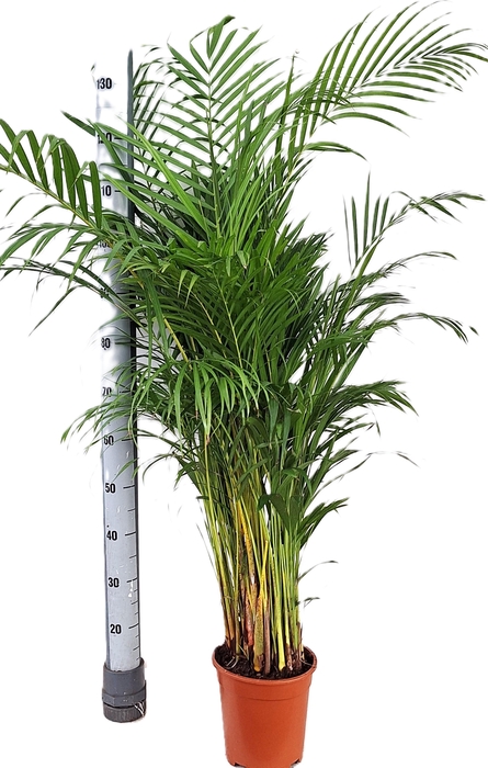 <h4>DYPSIS LUTESCENS</h4>
