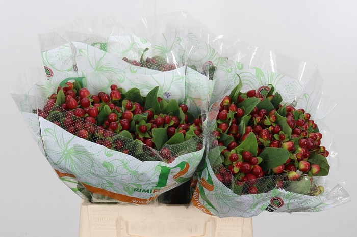 <h4>Hyp Mag Seasons</h4>