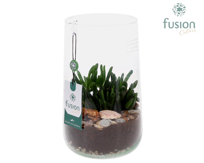 <h4>Green Bottle Deline Large Maritiem met Crassula</h4>