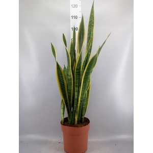 Sansevieria trifa. 'Laurentii'