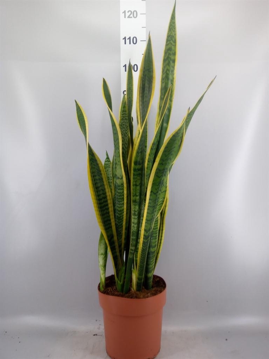 <h4>Sansevieria trifa. 'Laurentii'</h4>