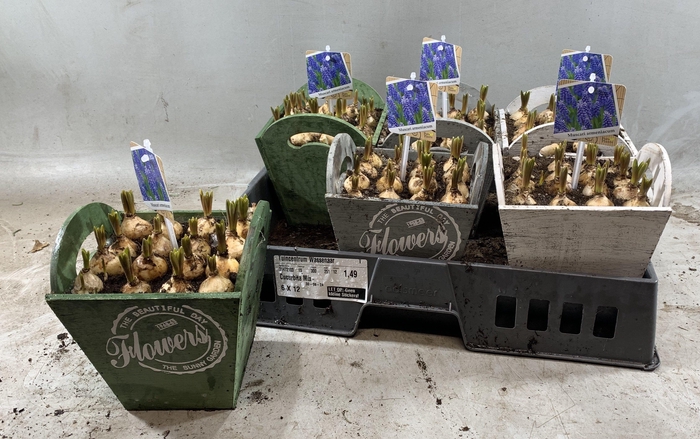 arr8 Arr Muscari In Houten Hengsel Bakje