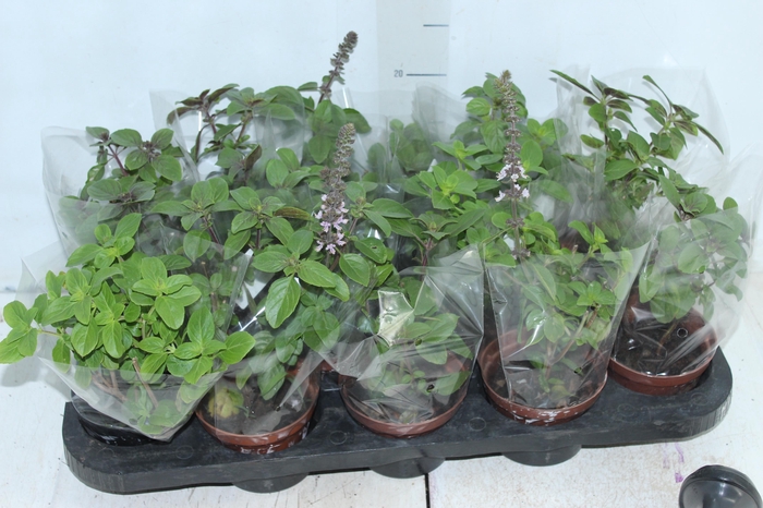 <h4>MANJERICAO ROXO P11</h4>