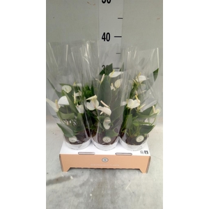 Anthurium andr. 'White Champion'