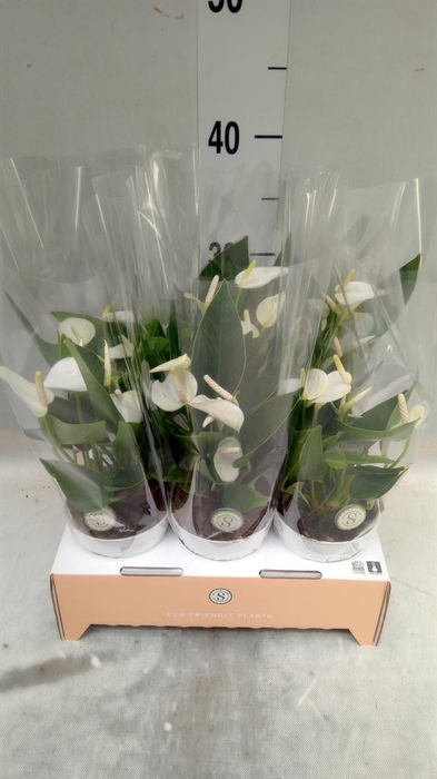 <h4>Anthurium andr. 'White Champion'</h4>