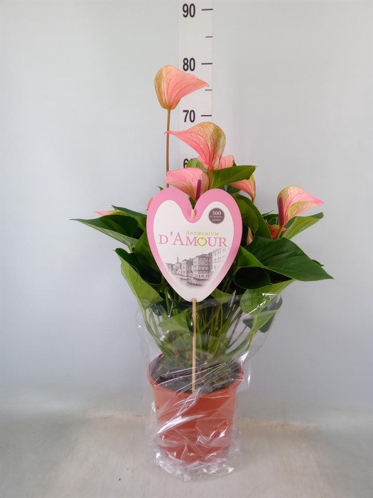 <h4>Anthurium  'Summer Love Imp'</h4>