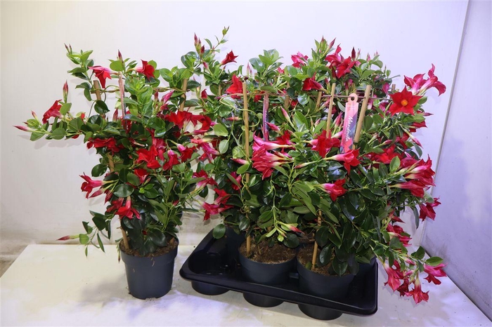 <h4>Mande Sun Red</h4>