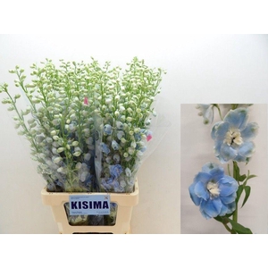 DELPH DU C BL SHADES