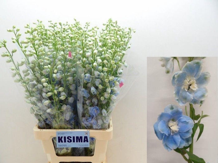 <h4>DELPH DU C BL SHADES</h4>