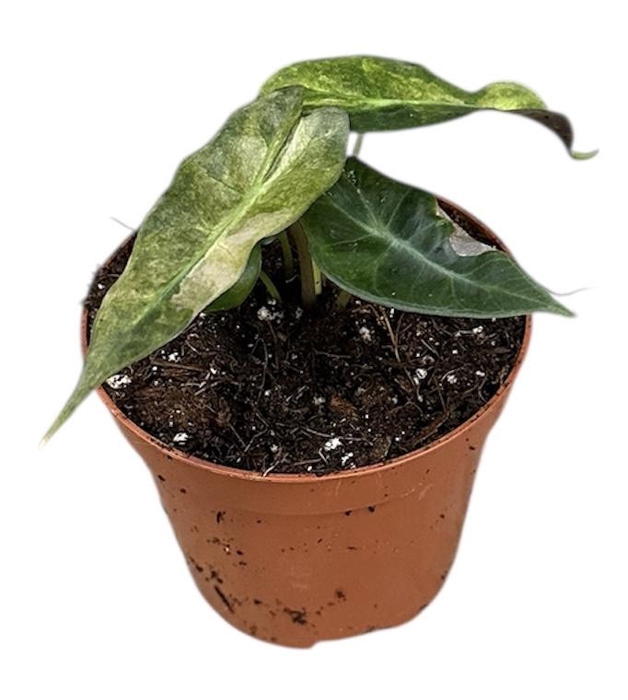 <h4>Alocasia Polly Yellow Variegata</h4>