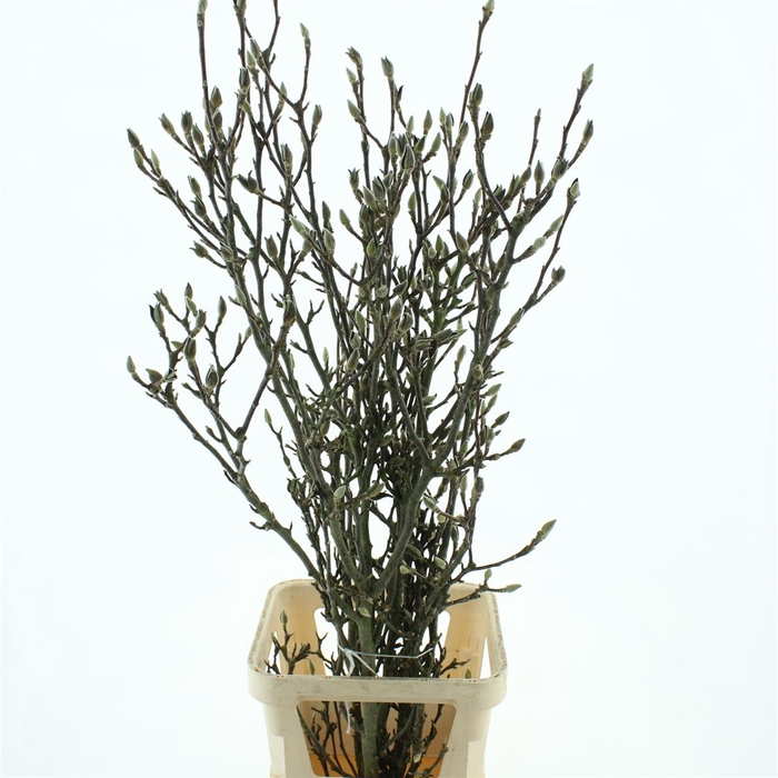 <h4>Magnolia Grandiflora 140cm (grillig) Super</h4>