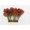 ROSA MAG PRIDE 100CM