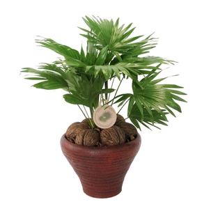 Livistona rotundifolia