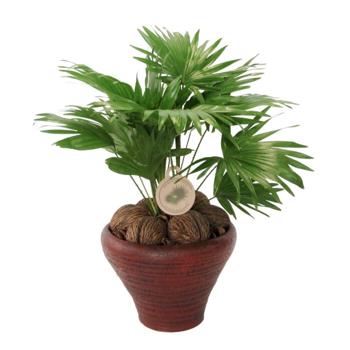 <h4>Livistona rotundifolia</h4>