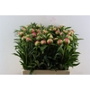 Paeo L Coral Charm