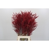 Bromelia Red Paloma