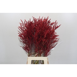 Bromelia Red Paloma