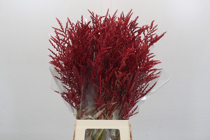 Bromelia Red Paloma