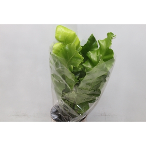 ASPLENIUM NIDUS P17