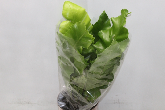 <h4>ASPLENIUM NIDUS P17</h4>