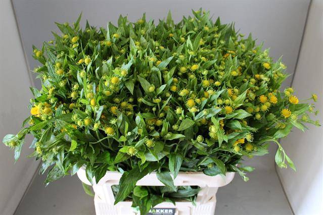 <h4>Helenium Kanaria Joost Bakker</h4>