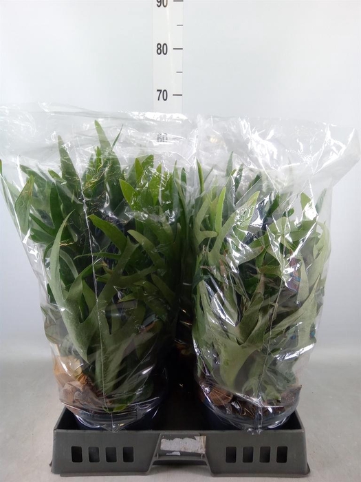 <h4>Platycerium bifurc.</h4>